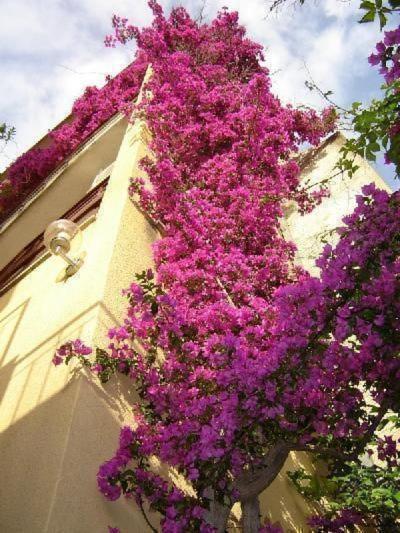 Apartment Maestral Makarska